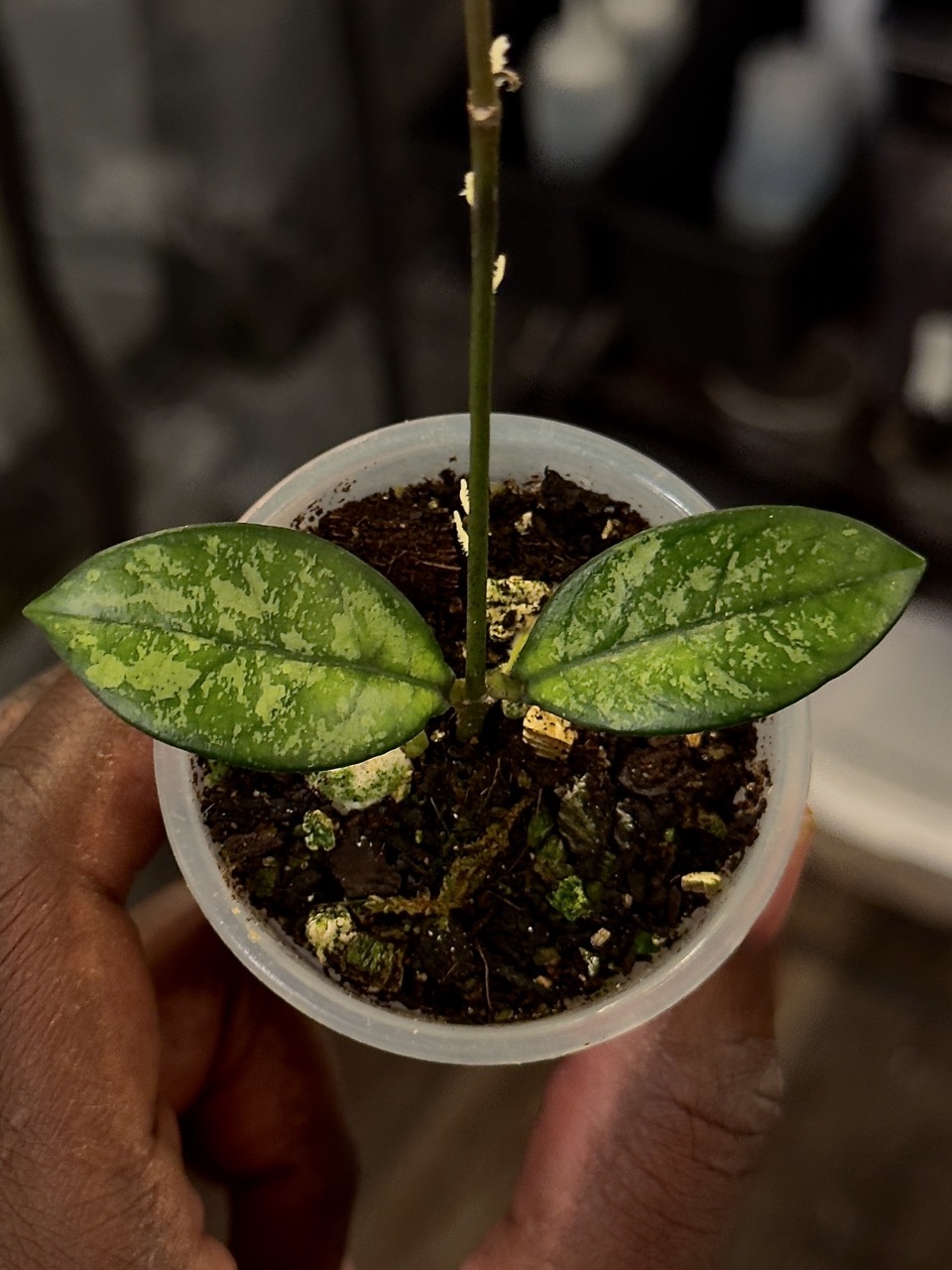 Hoya Crassipetiolata (Splash) - $ 90.00
